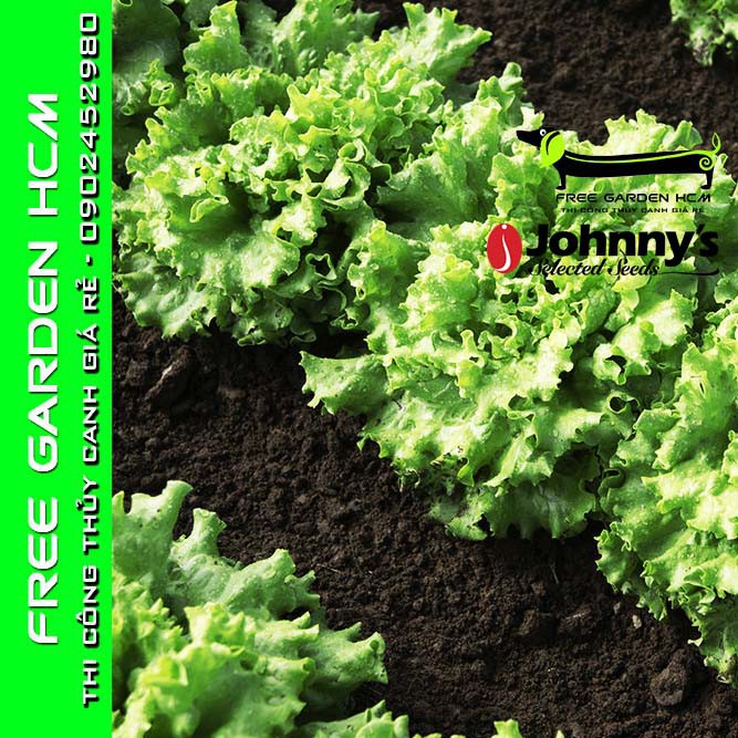 COMBO 100 HẠT GIỐNG XÀ LÁCH MUIR – Johnny’s Seed – Mỹ
