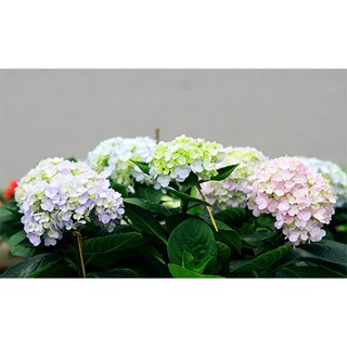 Hạt giống hoa Cẩm tú cầu