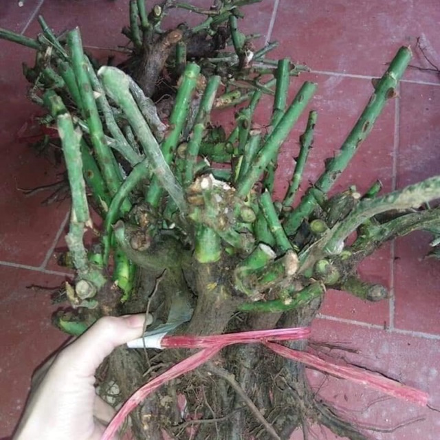 Gốc hồng rễ trần