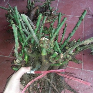 Gốc hồng rễ trần