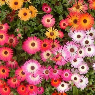 200h Hạt Giống Hoa Mười Giờ Châu Phi Mix Màu ĐẠI GIẢM GIÁ TẾT