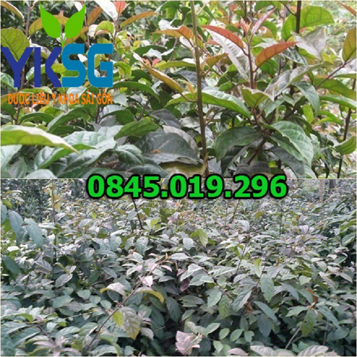 Cây xạ đen Hoà Bình