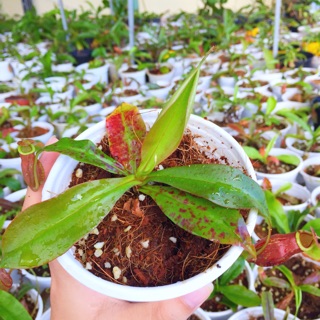Cây nắp ấm đỏ bắt ruồi muỗi siêu độc đáo