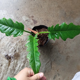 Cây trầu bà cung đàn xanh
