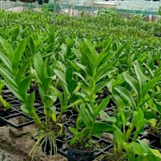 Lan denro nắng rồng xanh