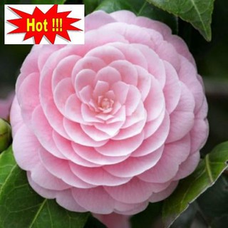 Hạt giống hoa Trà My - 5 hạt