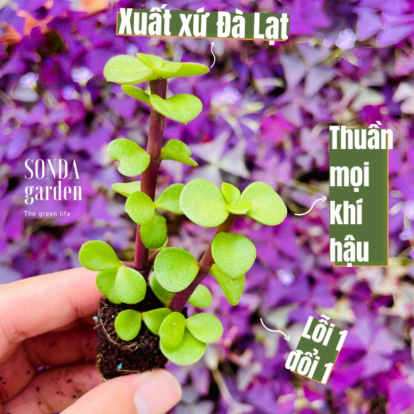 Sen đá đô la SONDA GARDEN size mini 2.5-4cm, xuất xứ Đà Lạt, khoẻ đẹp