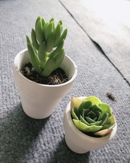 Sen đá kèm chậu cute set 2c ( tặng 1)