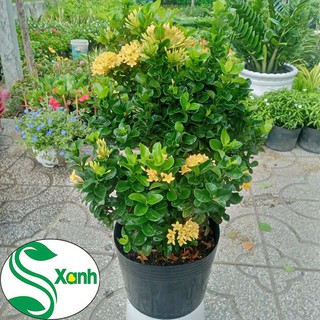 Cây Trang Thái Màu Vàng Lá Xoăn (giống mới)