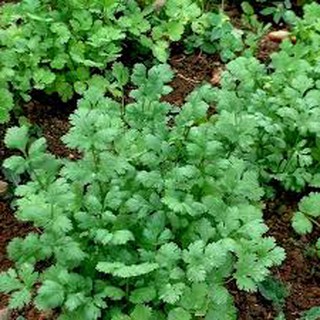 20GR - HẠT GIỐNG RAU NGÒ