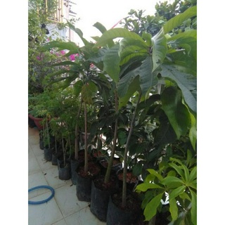 Combo 2 Cây giống Lộc vừng hoa to cây đẹp nguyên chậu giá rẻ