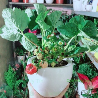Chậu cây dâu tây