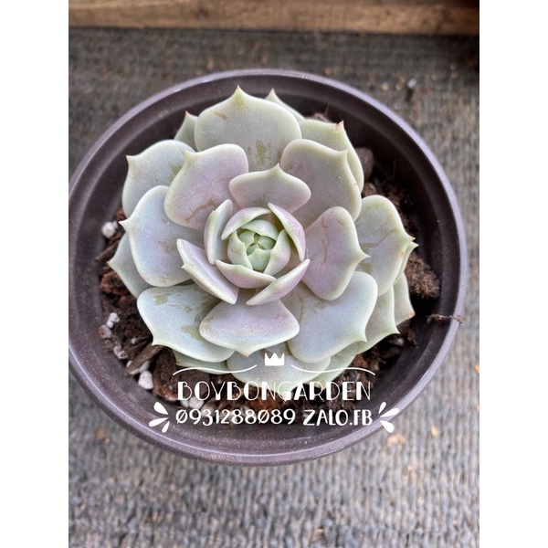 Cây sen đá lola hồng cây 7-8cm