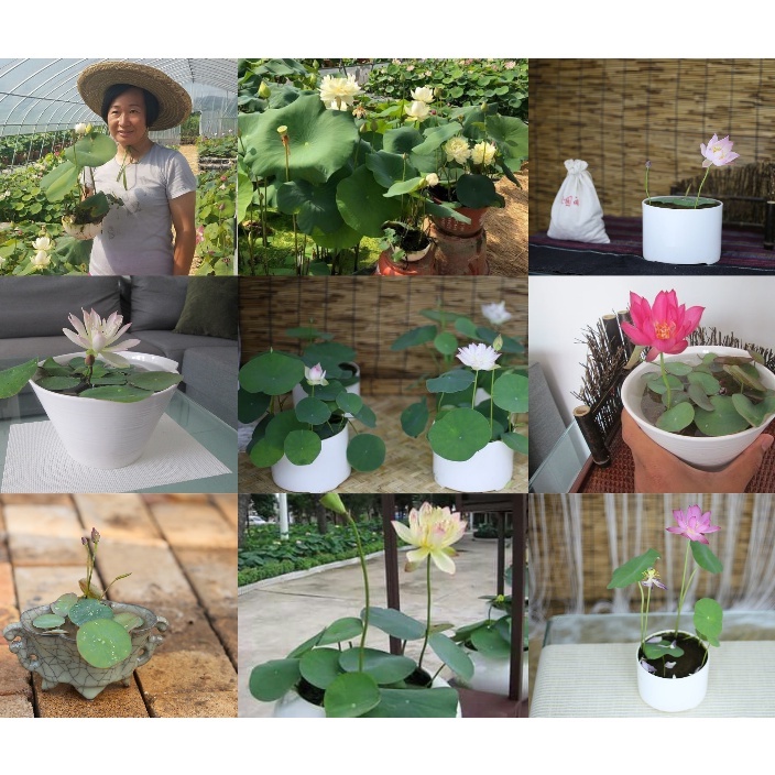 Sen Mini Full Màu Chịu Nhiệt - TẶNG KÈM THUỐC KÍCH MẦM SIÊU TỐC