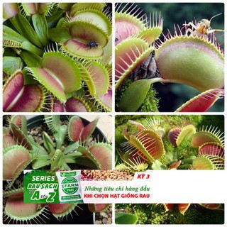 45a Hạt giống cây Bắt Ruồi + Diệt Côn Trùng ( 4- 5 hạt)
