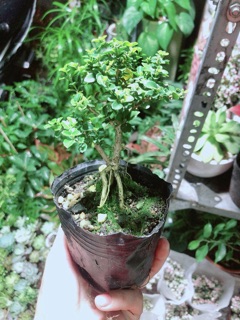 Cây Sam Hương (cao 12cm,ngang 7cm)