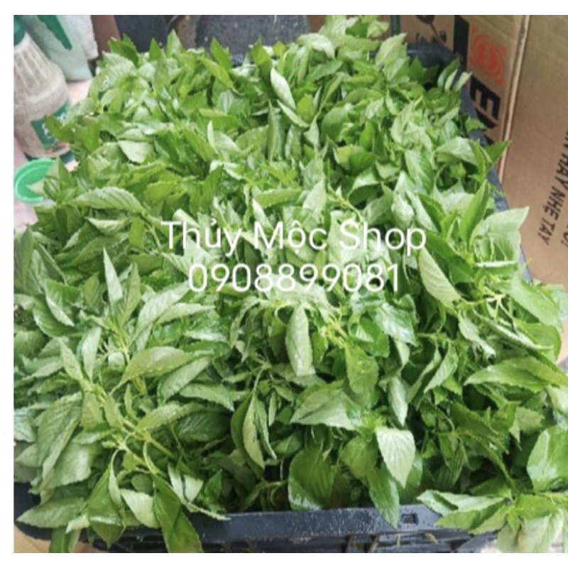 1 KG LÁ É TƯƠI LÚC NÀO CŨNG "CÓ SẴN"CHỈ CẦN THÈM LÀ GỌI ZALO 0908899081