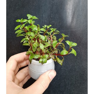 Cây thủy sinh trang trí bể cá