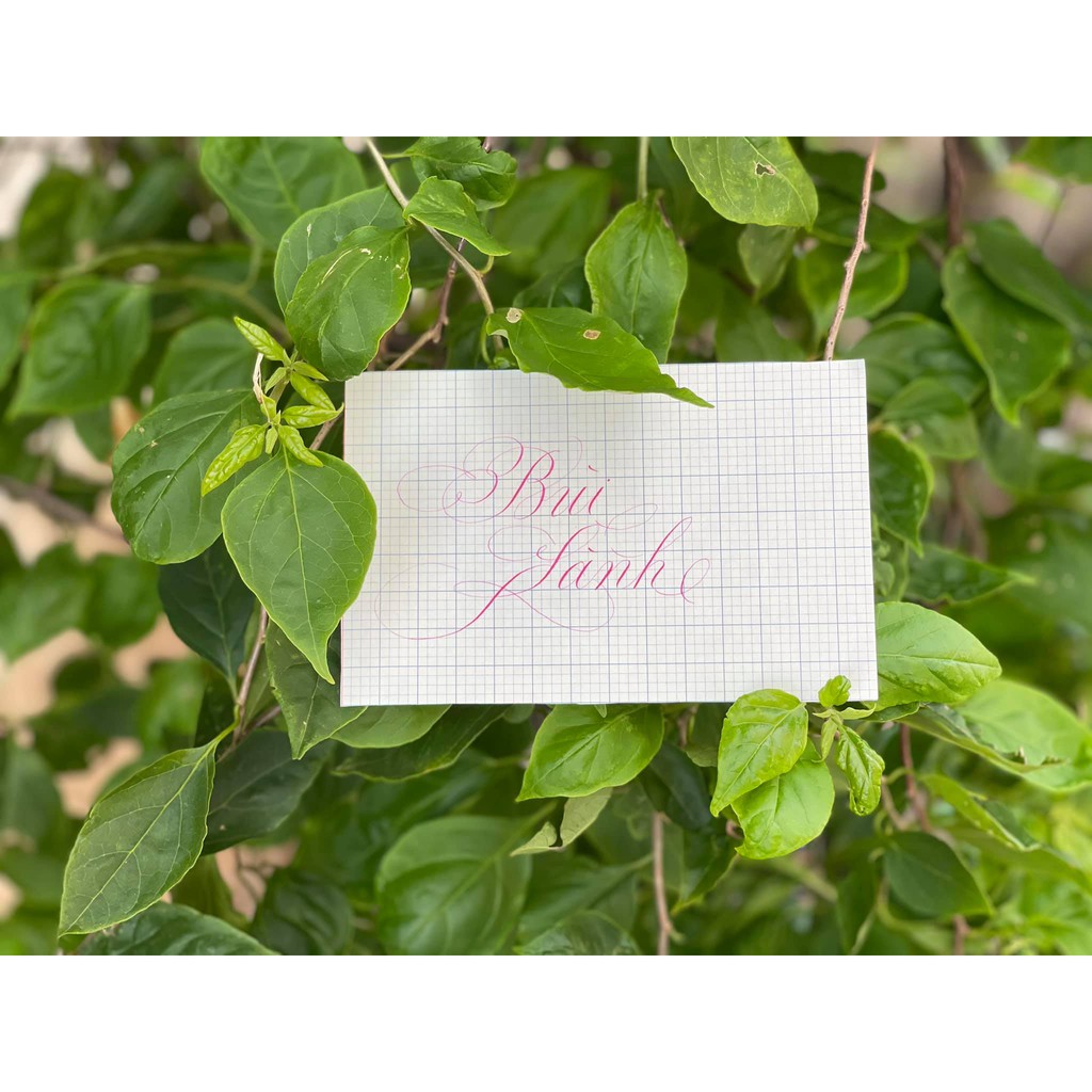 Bút Cánh Diều 107 ngòi lá tre - màu mới