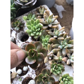 10 cây sen đá vỉ Đà Lạt