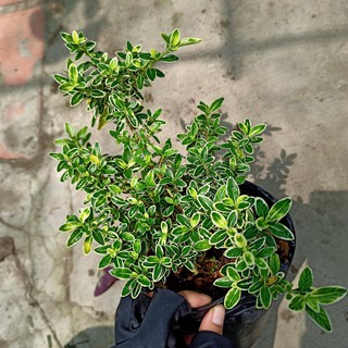 Chậu cây bạch tuyết mai bon sai - Summer Garden
