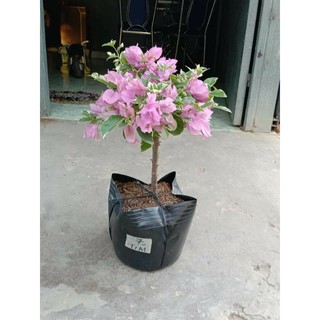 Cây 🌲 Giấy Cẩm Thach tím Hoa Cà