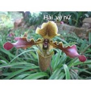 COM BO  2 CÂY LAN HÀI VỆ NỮ