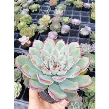 Cây sen đá viền đỏ, cây khỏe thuần khí hậu, dể thích nghi với điều kiện môi trường