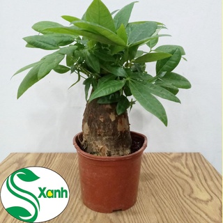 Cây Kim Ngân Để Bàn - cây phong thủy
