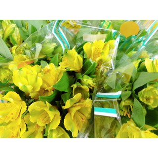 Hoa Thủy Tiên Dalathasfarm(nhắn tin chọn màu)