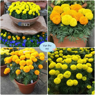 [Gói 50 Hạt] Hạt Giống Hoa Vạn Thọ Mỹ (tặng kèm phân)
