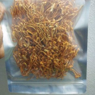 Đông trùng hạ thảo