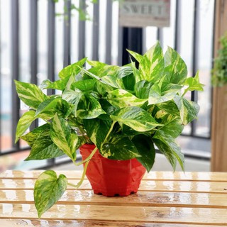 Cây Vạn Niên Thanh Để Bàn ( Sỉ Lẻ )