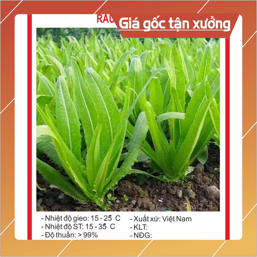 Hạt Giống Rau Diếp Thơm 5gr Hạt giống