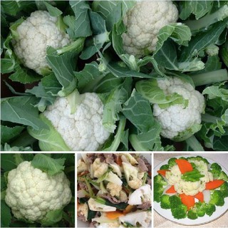 Hạt giống Súp lơ trắng  { 0.2Gram/gói }