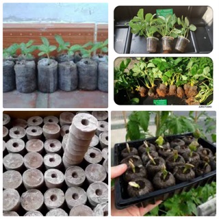 100 viên nén xơ dừa - viên nén mụn dừa cho cây