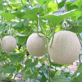 Hạt giống dưa lưới xanh ( gói 100 hạt )