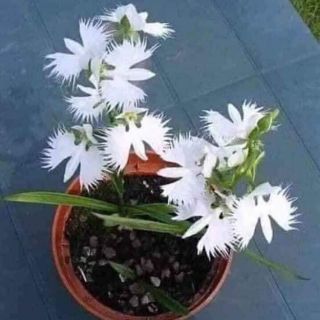 Hoa lan hài làng Bạch hạc