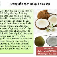 Dừa sáp Cầu Kè nhiều loại