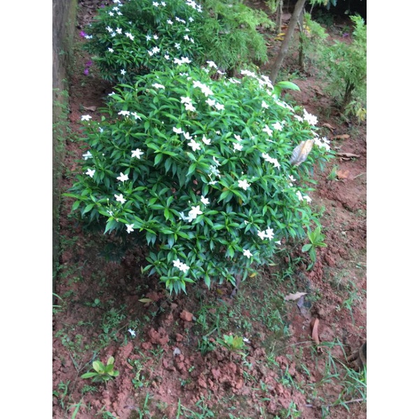 Cây mai vạn phúc cao 50-60cm, tán khoảng 50cm hoa quanh năm