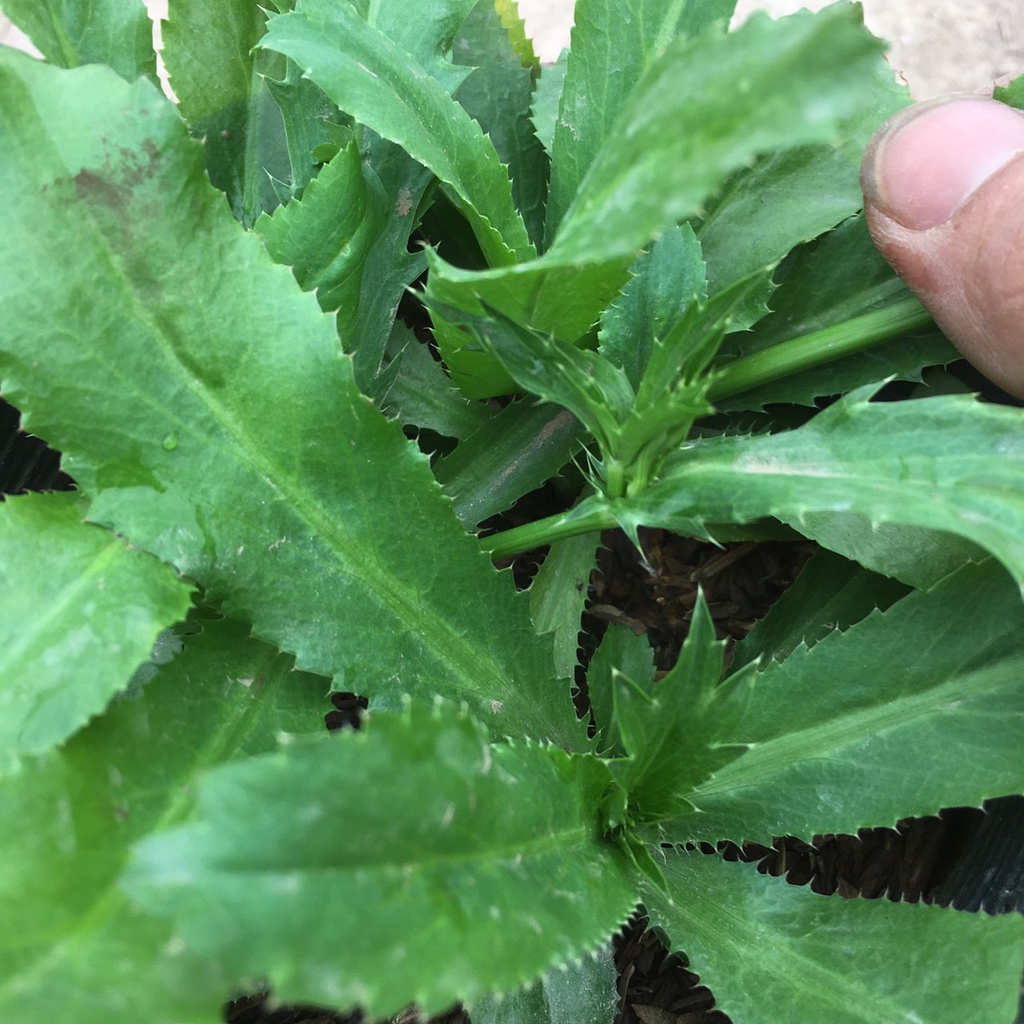 Cây Rau Mùi Tàu  Trồng Sẵn Bầu Đen