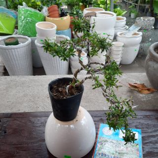 Cây Linh Sam bonsai (Loại trung )