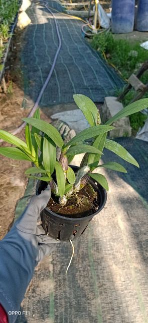 Denro mini chậu lớn đang nụ