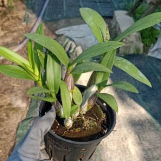 Denro mini chậu lớn đang nụ