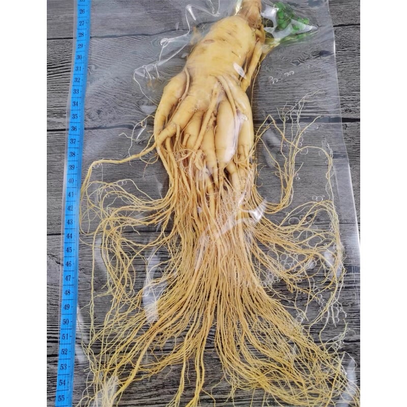 Nhân sâm hàn quốc, sâm tươi hầm gà hàn quốc, 49k/c