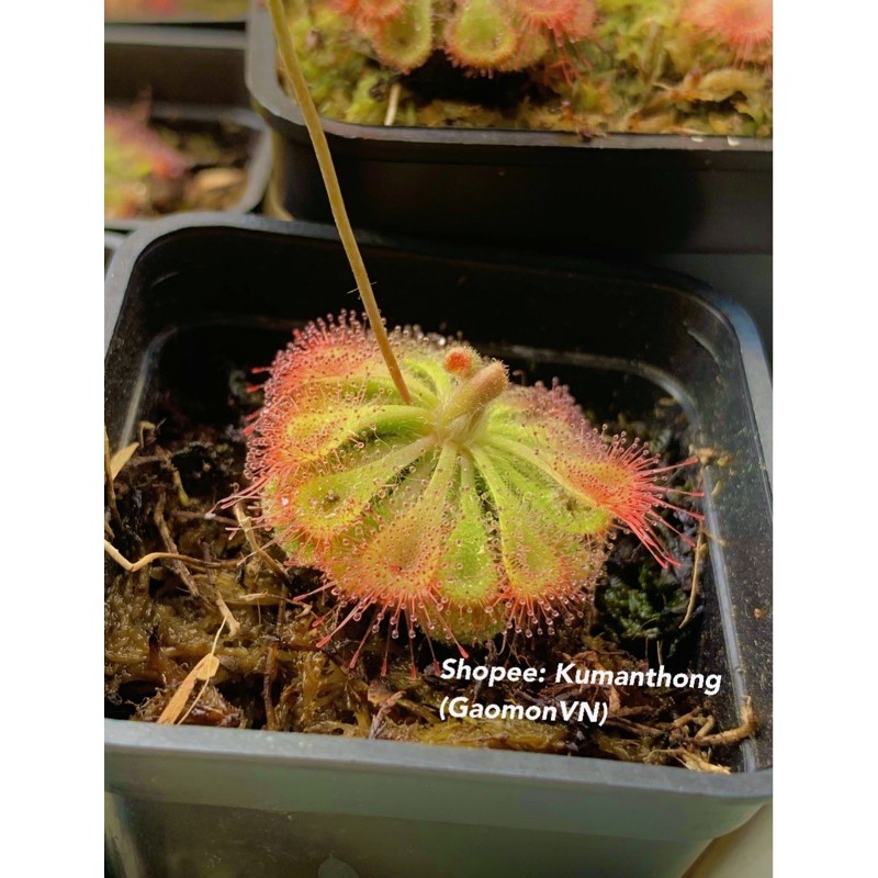 Hạt Cây Bắt Mồi Gọng Vó Bèo Đất Burmanii