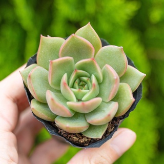 Sen đá kim lam 5-7cm - Vườn sen đá