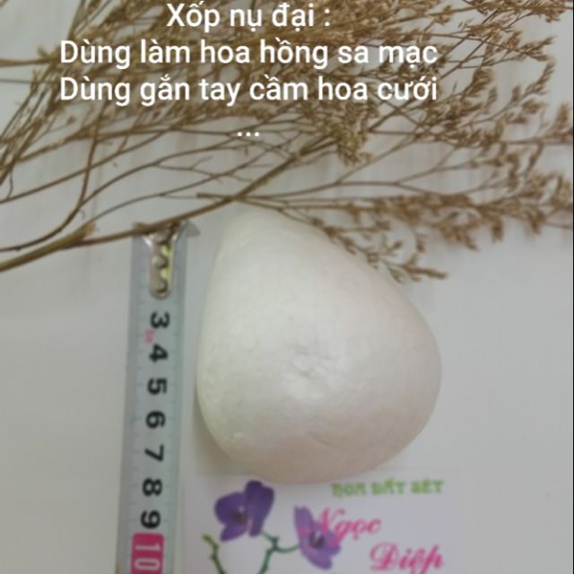 XỐP NỤ ĐẠI