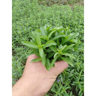 Cây thủy sinh liễu thơm