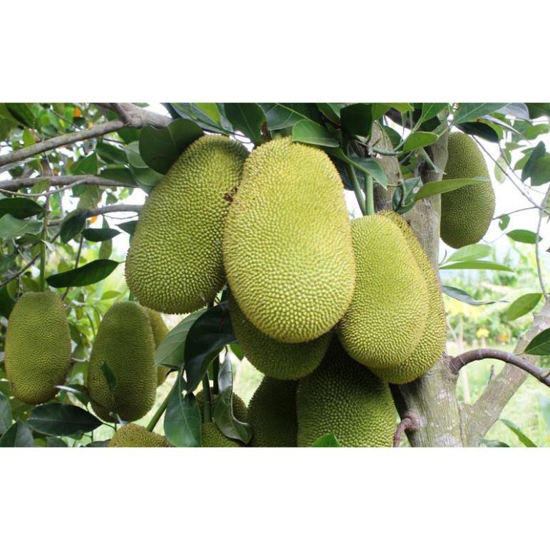 Cây mít thái siêu sớm